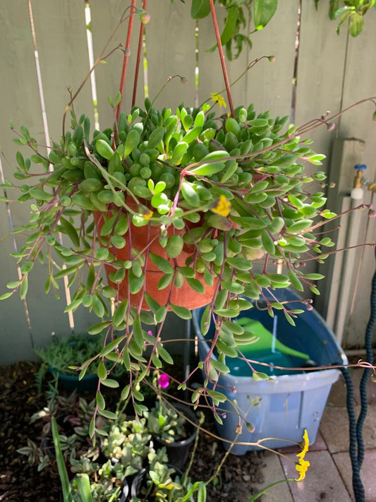 Nepenthes Tenuis x Mollis XL Rooted Cutting – Exotic Carnivorous Plant for Home or Garden, Hybrid Pitcher Plant
