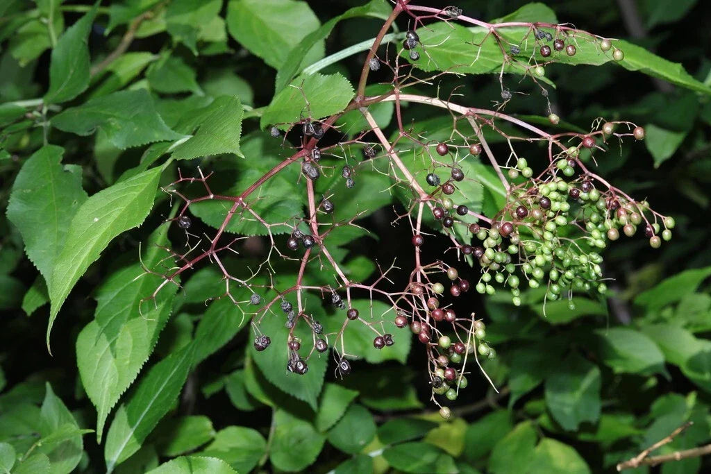 European Elderberry Seeds - Black Elderberry Sambucus Nigra - Deciduous Shrub for Garden Planting, Attracts Pollinators, Non-GMO, Free Shipping