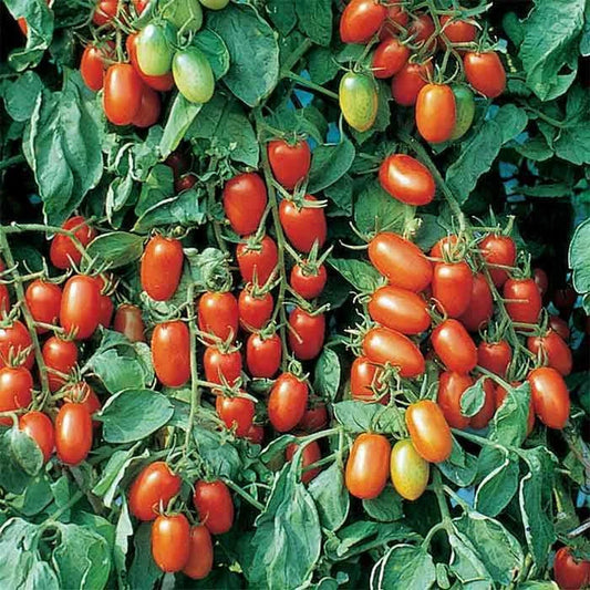 Juliet Tomato Seeds F1 Hybrid Non-GMO Heirloom Solanum lycopersicum Pack of 25 Garden Seeds