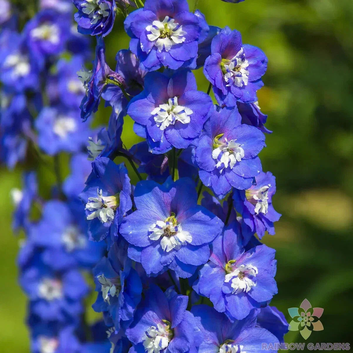 Delphinium Seeds - Magic Fountains Dark Blue & White Bee Delphinium - Over 200 Seeds - Delphinium elatum