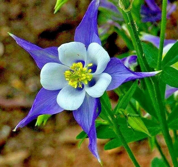 Rocky Mountain Columbine Seeds - 200+ Aquilegia coerulea Perennial for Shade Gardens & Containers