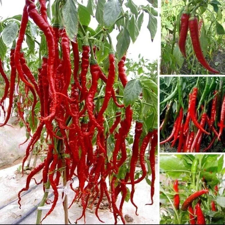 Giant Spicy Red Chili Pepper Seeds – Capsicum Annuum – 30 Premium Non-GMO Seeds for Hot Peppers, Spicy Garden, Cooking & Drying