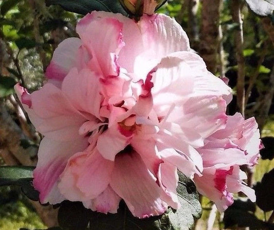 Live Plant Starter - Double Rose of Sharon Hibiscus syriacus Pink Flowers, Drought-Resistant, Easy to Grow, 1-2 ft