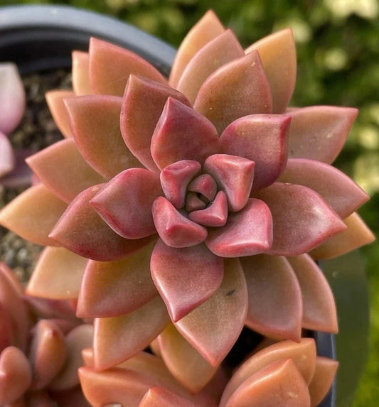Graptosedum Alpenglow Bronze Succulent 2-Inch Live Plant for Home Decor and Gifting, Easy Care, Unique Color
