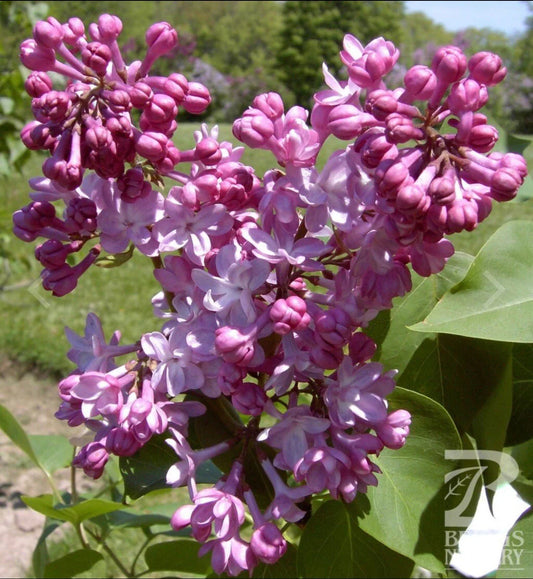 Lilac Plant Starter Belle de Nancy Syringa Vulgaris Small Well-Rooted 4-8 Inches Tall Garden Flower