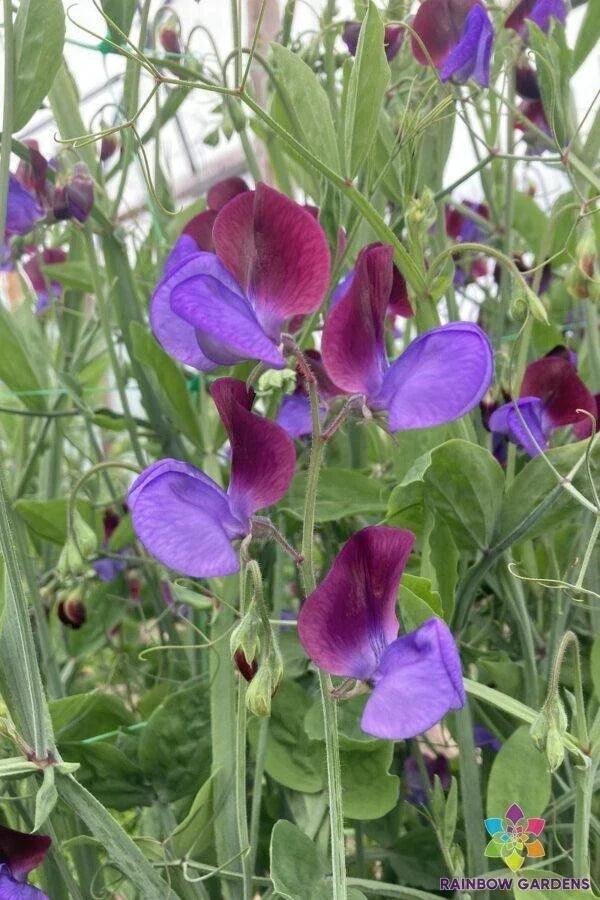 Cedric Morris Sweet Pea Seeds - 50 Pack, Fragrant Lathyrus odoratus Garden Seeds for Climbing Vines, Fences, Borders, USA