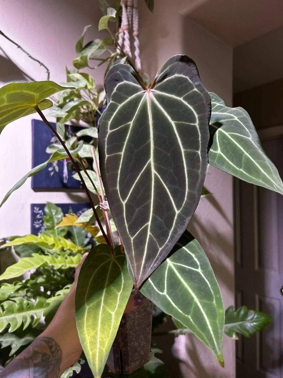 Anthurium Bottom Cutting | Hybrid Dark Mama X AOS X Stripey Mag | Indoor Tropical Houseplant | Anthurium andraeanum