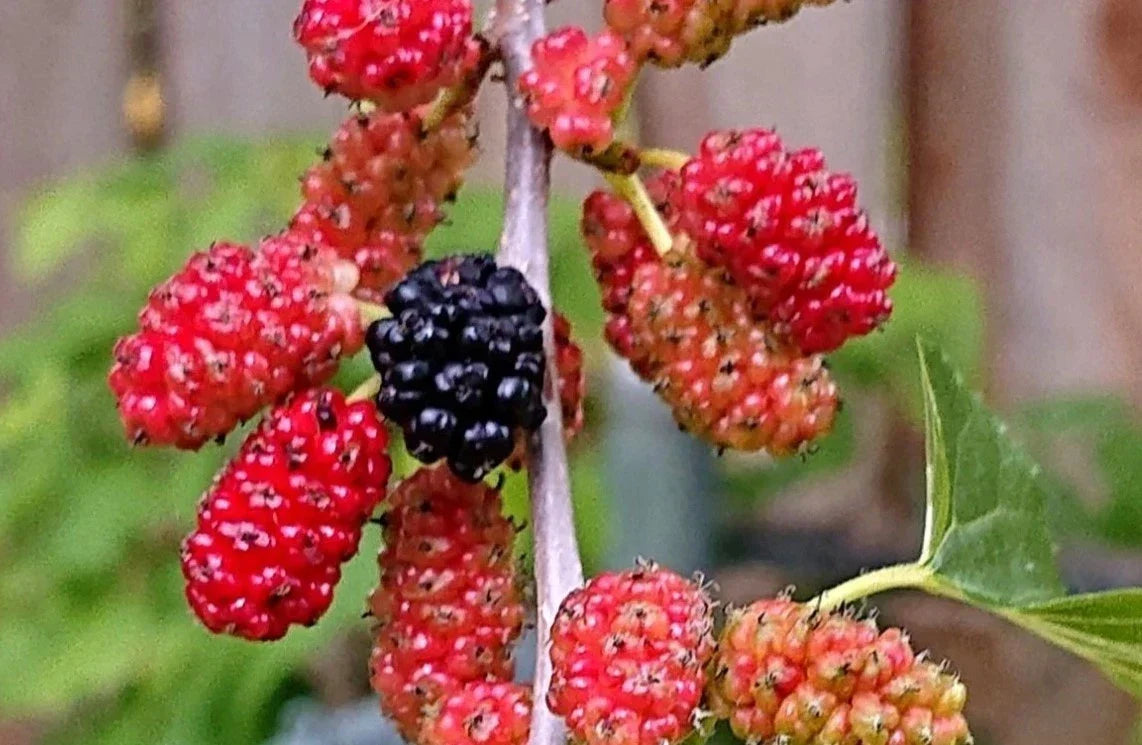 Red Mulberry Live Plant - Well Rooted Bare Root Morus rubra - Sweet Fruiting Tree for Garden, Edible Berries, 16-24 Inches