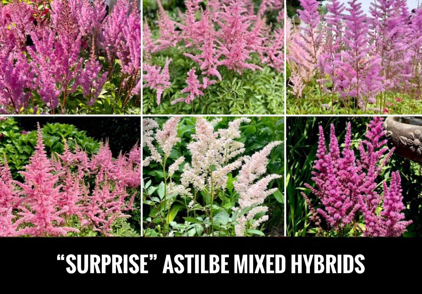 Astilbe Bare Root Starter Plants 4-Inch Shade Perennial Astilbe spp. Garden Flower for Shade Landscaping