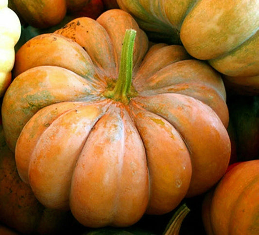 Musquee De Provence Pumpkin Seeds - Organic Heirloom Cucurbita moschata, Large Ribbed Orange-Brown Pumpkins, Non-GMO, Full Sun