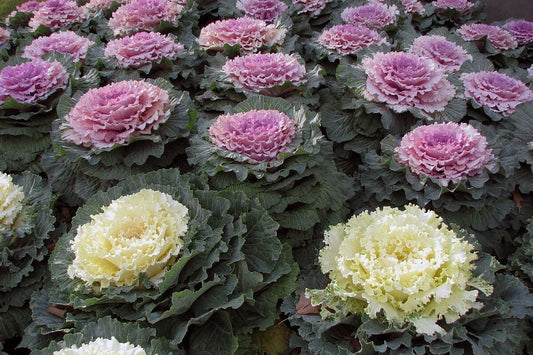 Ornamental Kale Seeds - 100 Non-GMO Heirloom Brassica oleracea - Vibrant Foliage for Gardens & Containers