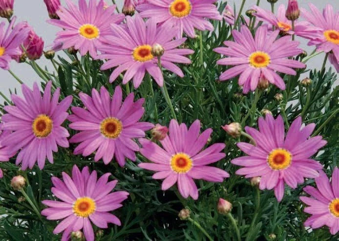 Purple Marguerite Daisy Seeds - 200+ Count - Argyranthemum frutescens - Bright Purple Flowers for Garden, Borders, Containers