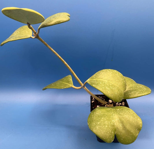 Hoya Plant 3.5" Pot Heart-Shaped Hoya Kerrii Indoor Succulent Houseplant Fully Rooted