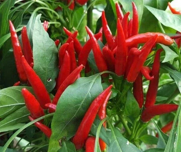 Thai Hot Red Pepper Seeds - 20 Premium Capsicum annuum Culinary Seeds for Spicy Dishes & Home Gardening