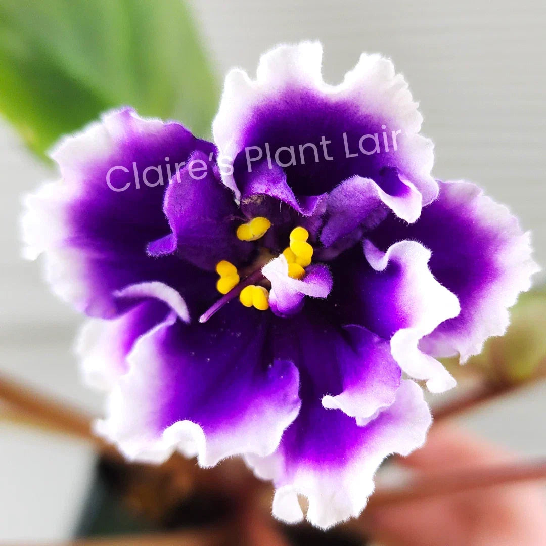 African Violet Leaf DN-Royal Blue Variety, Saintpaulia ionantha, Propagation Plant, Indoor Garden, Vibrant Blue Flowers