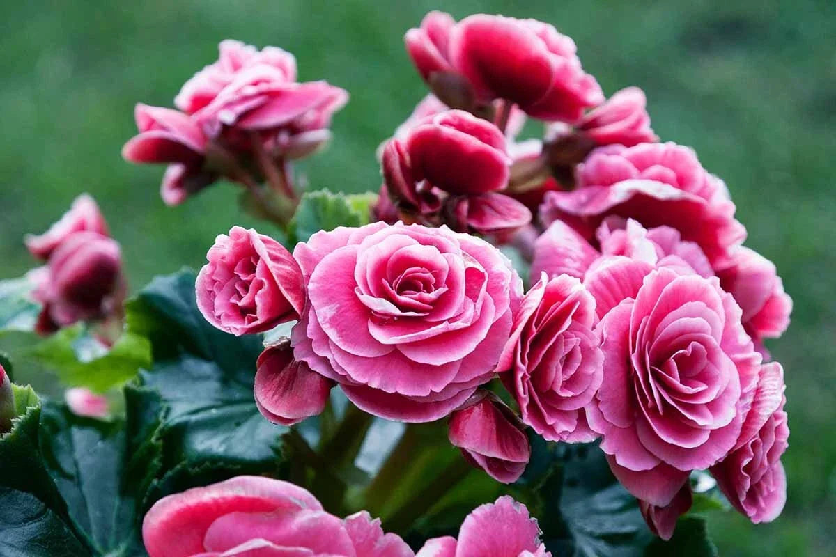Begonia Seeds 100 Count Glory TR Pretty & Tasty Non-California Shipping (Begonia hybrida) - Vibrant Foliage for Gardens