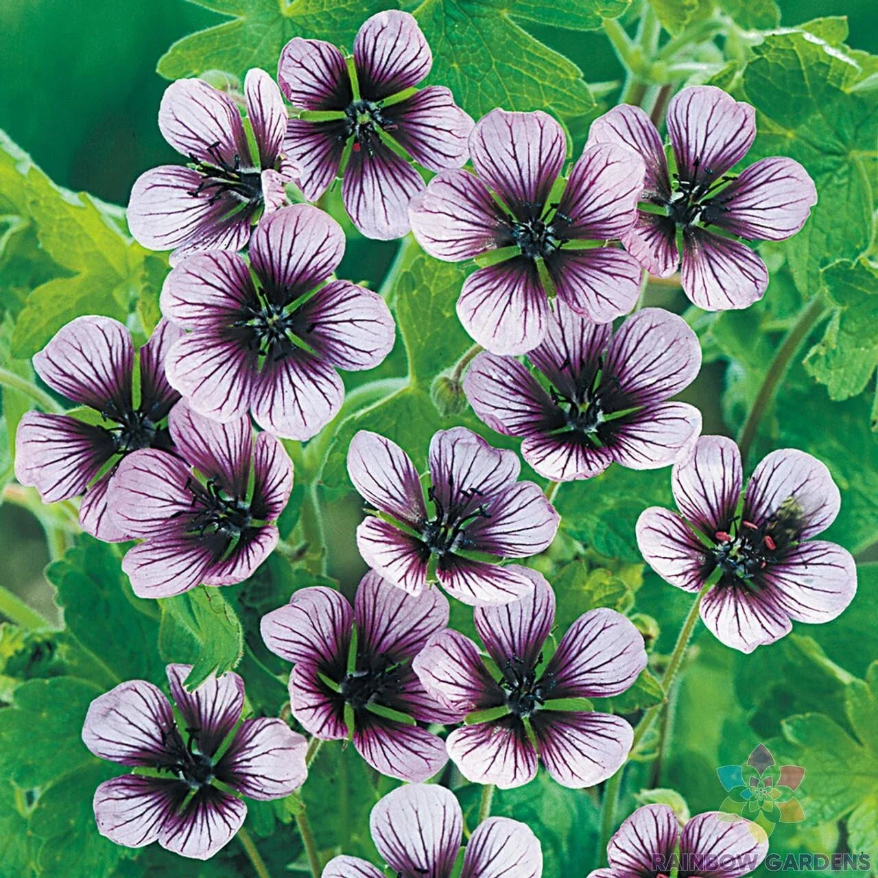 Salome Geranium Seeds - 25+ Pack for Garden Planting - Pelargonium x hortorum - Vibrant Blooms, Easy to Grow, Drought Tolerant