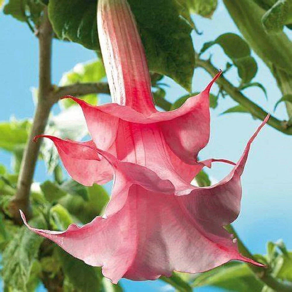 Double Pink Rose Angel Trumpet Seeds - Brugmansia Datura - 10 Pack - USA Grown, Fragrant Blooms for Garden or Container