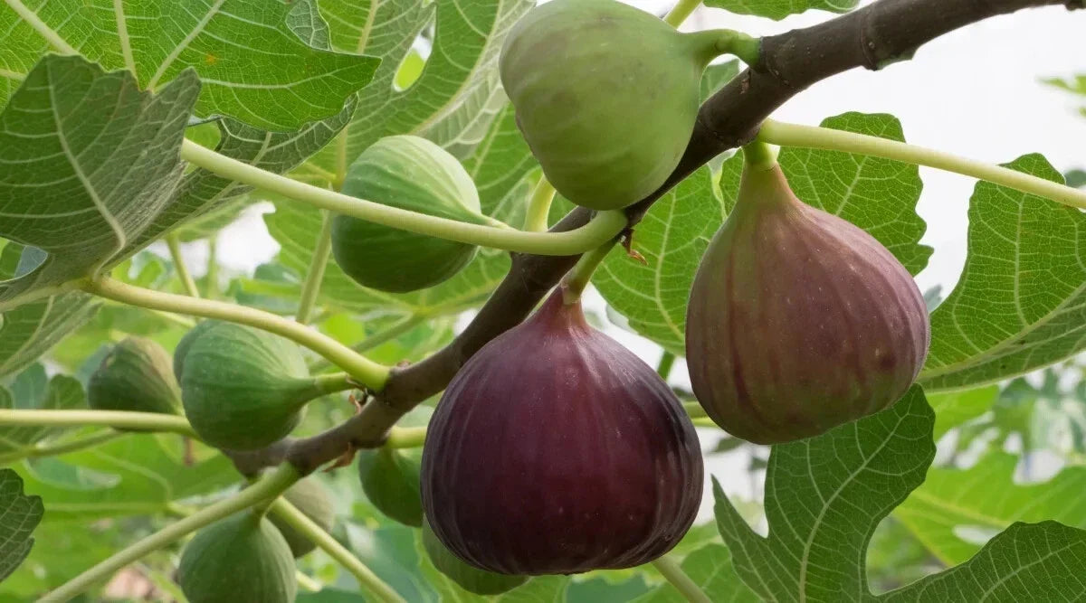 Magnolia Fig Seeds - 100+ Count Ficus carica Deciduous Tree for Garden Planting, Foliage & Figs, Non-GMO, USA Free Shipping