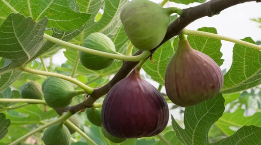 Magnolia Fig Seeds - 100+ Count Ficus carica Deciduous Tree for Garden Planting, Foliage & Figs, Non-GMO, USA Free Shipping