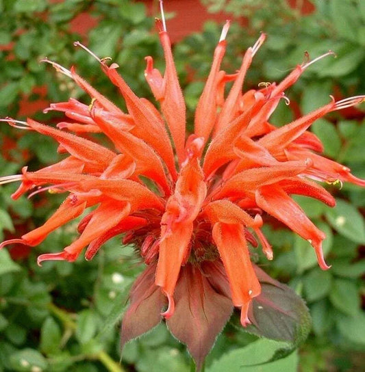 Orange Bee Balm Seeds - 100 Count, Monarda didyma, Hummingbird & Butterfly Attracting Perennial Flower Seeds