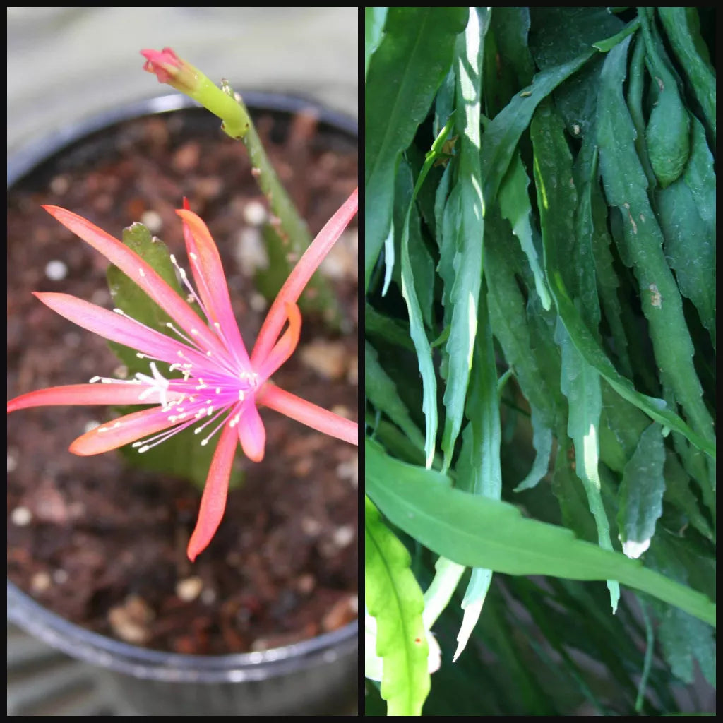 Epiphyllum Cuttings 6-8" Long Orchid Cactus Succulent Epiphyllum spp. Indoor Outdoor Plant