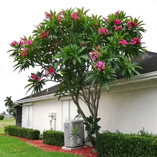 Mexican Red Plumeria Seeds - Tropical Frangipani Flower (Plumeria rubra) for Garden and Landscape