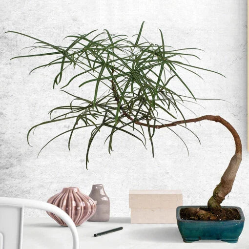 Australian Bottle Tree Live Plant in 2.5" Pot, Rare Brachychiton rupestris for Bonsai & Indoor Gardens