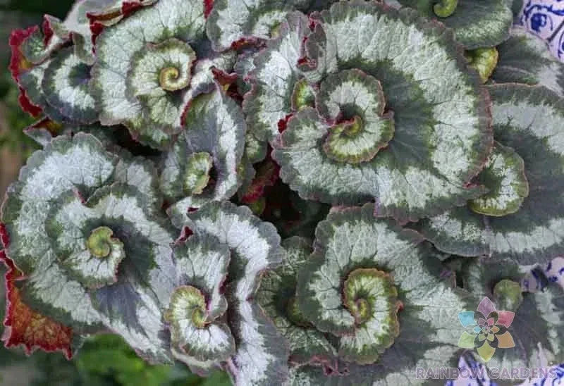 Escargot Begonia Seeds - 25+ Variegated Leaf Perennial for Garden & Container Planting - Begonia 'Escargot'