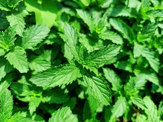 Organic Spearmint Mint Plants – 5 Live Aromatic Herbs – Mentha spicata – Fresh Culinary Herb for Cooking & Herbal Remedies