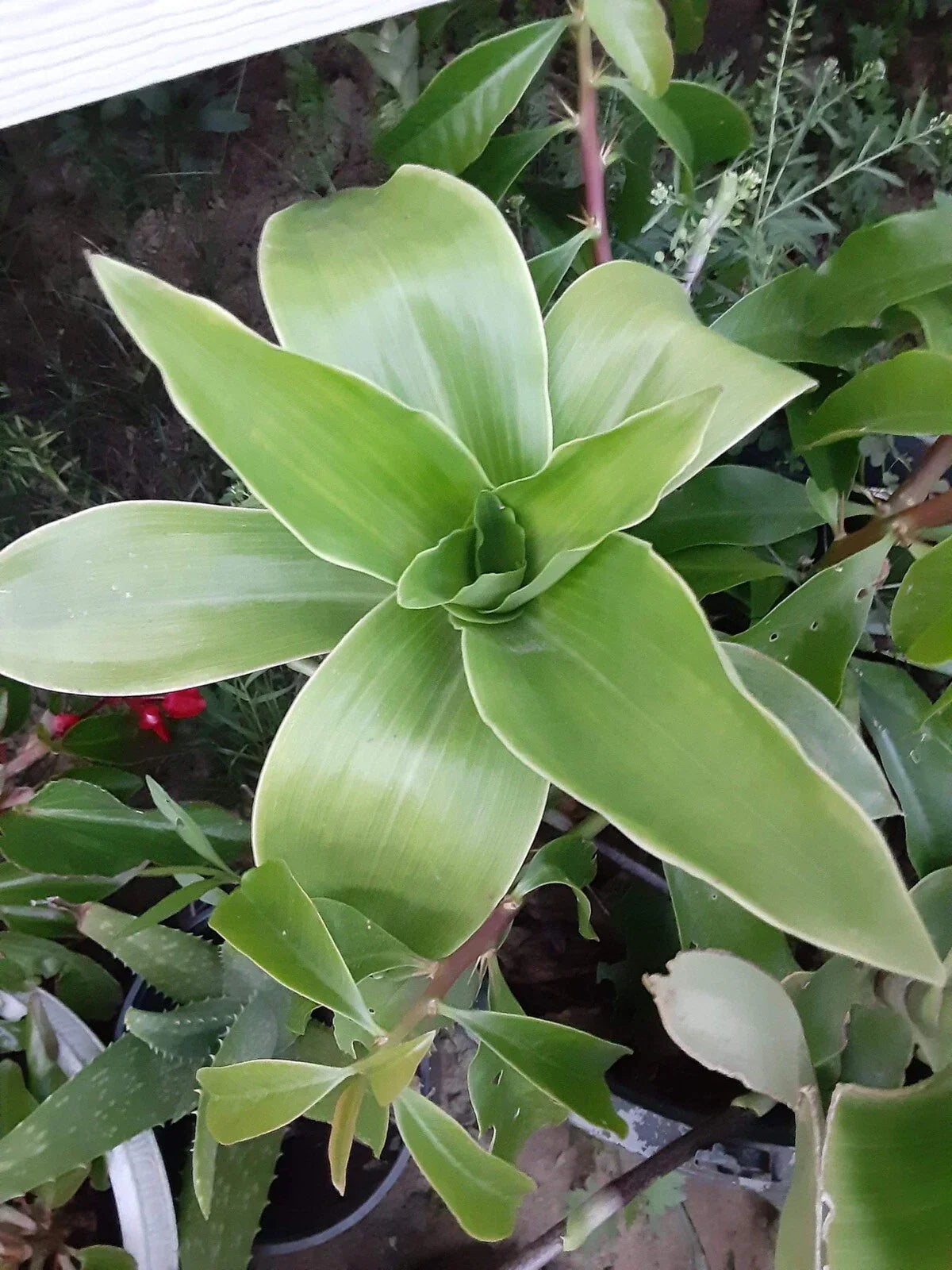 Basket Plant Cutting – Callisia Fragans – No Roots – Easy Care Indoor Greenery for Home & Office