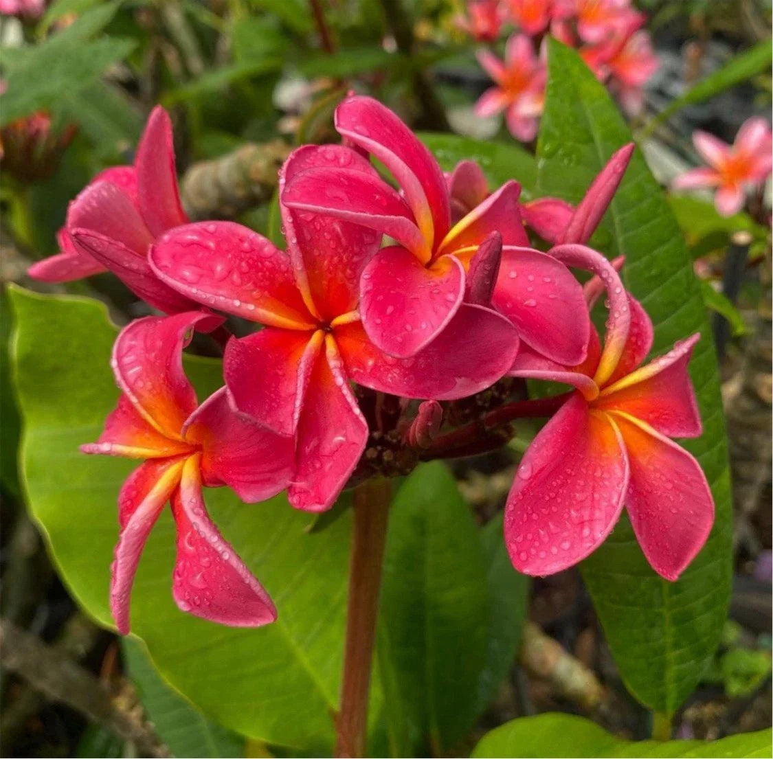 Rooted Plumeria Plant Cutting - Fruit Punch Variety - Fragrant Tropical Flowers - Plumeria rubra