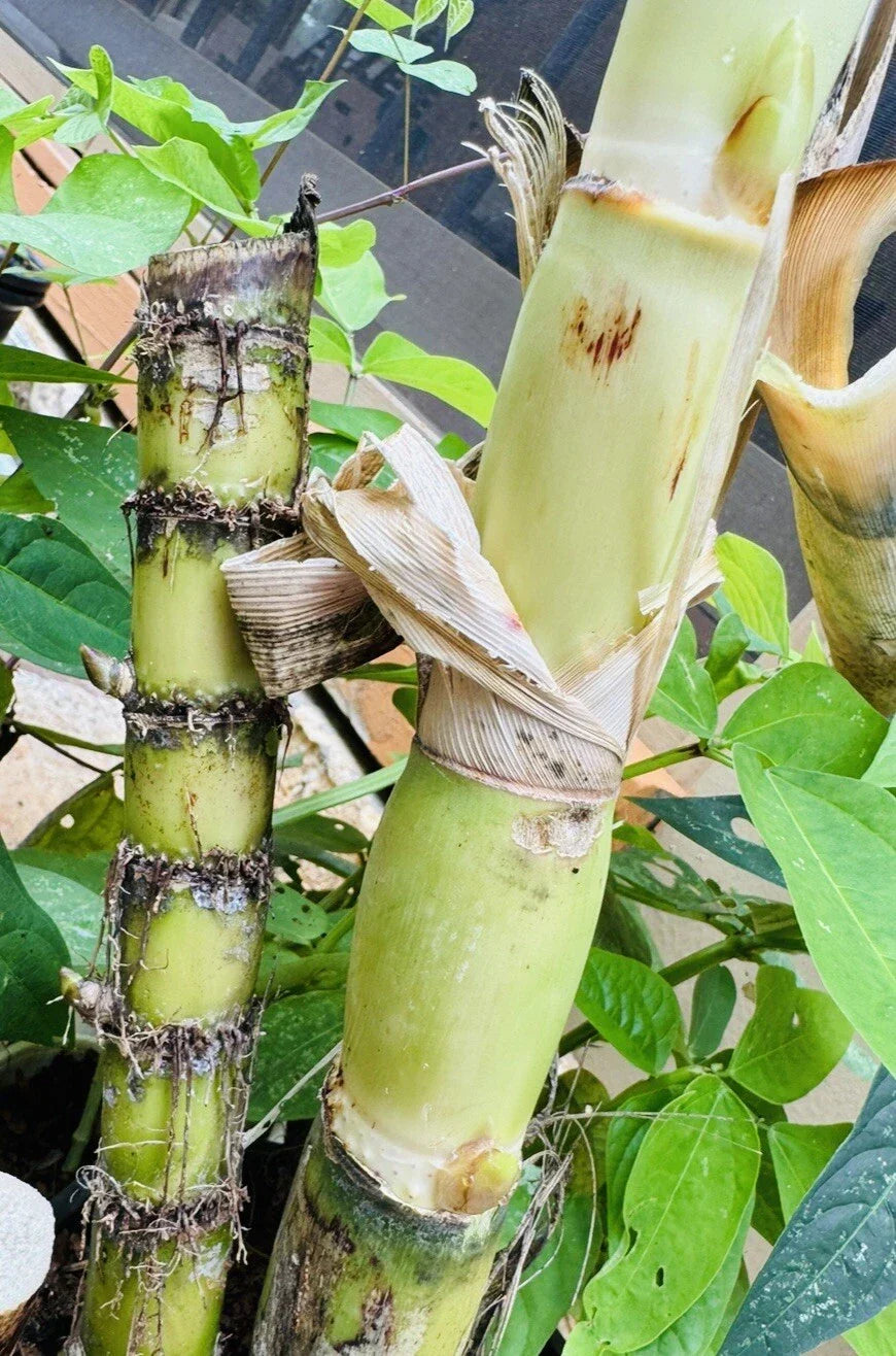 Fresh Green Sugarcane Cuttings – Organic Live Plant Starts for Tropical Gardens, Sweet Juicy Variety, Fast-Growing Cane Plant