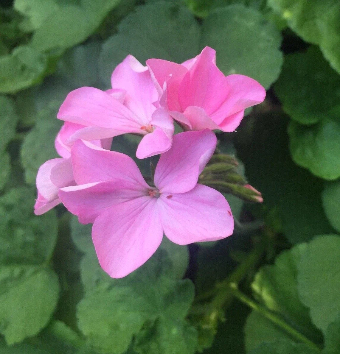 4 Zonal Geranium Cuttings – Pelargonium hortorum Bubblegum Pink – Unrooted Live Stems for Garden Beds, Baskets & Containers