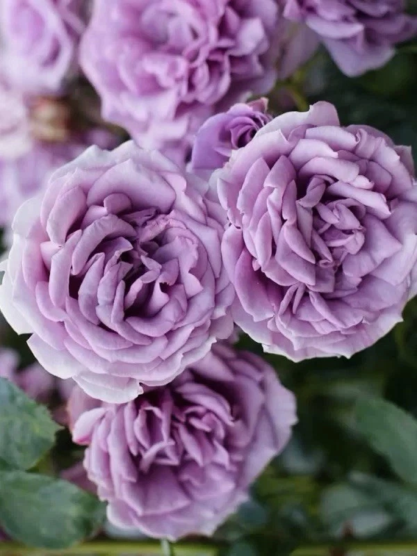 Quicksilver Climbing Rose Unrooted Cuttings Set of 3, 6-Inch Rose Vine Propagation, Garden Trellis Climbing Rose, Rosa 'Quicksilver'