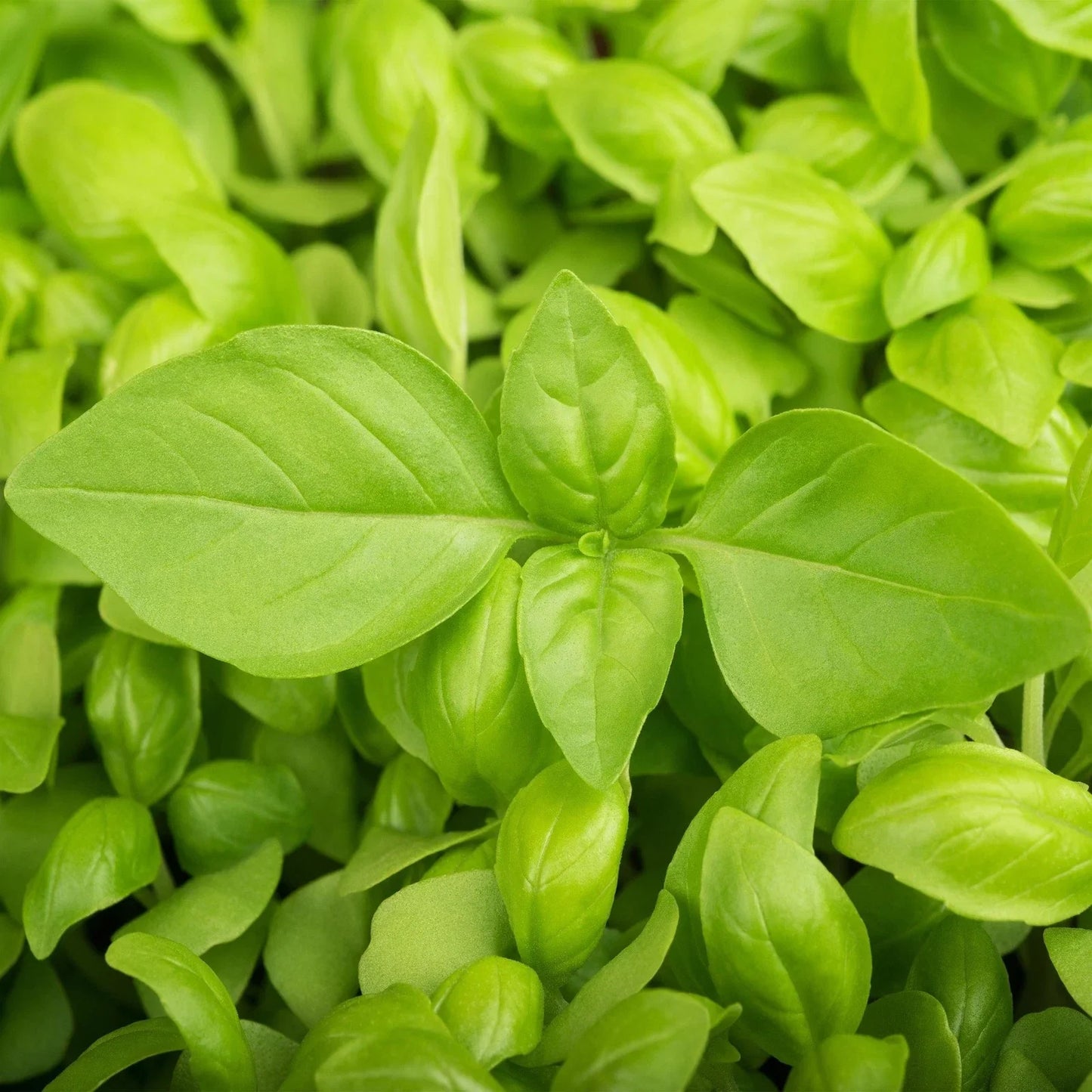 Lemon Basil Seeds - Ocimum basilicum var. citriodorum, Heirloom Culinary Herb, Lemon Scent, Non-GMO, 50 Seeds for Indoor & Outdoor Gardening