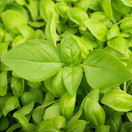 Lemon Basil Seeds - Ocimum basilicum var. citriodorum, Heirloom Culinary Herb, Lemon Scent, Non-GMO, 50 Seeds for Indoor & Outdoor Gardening