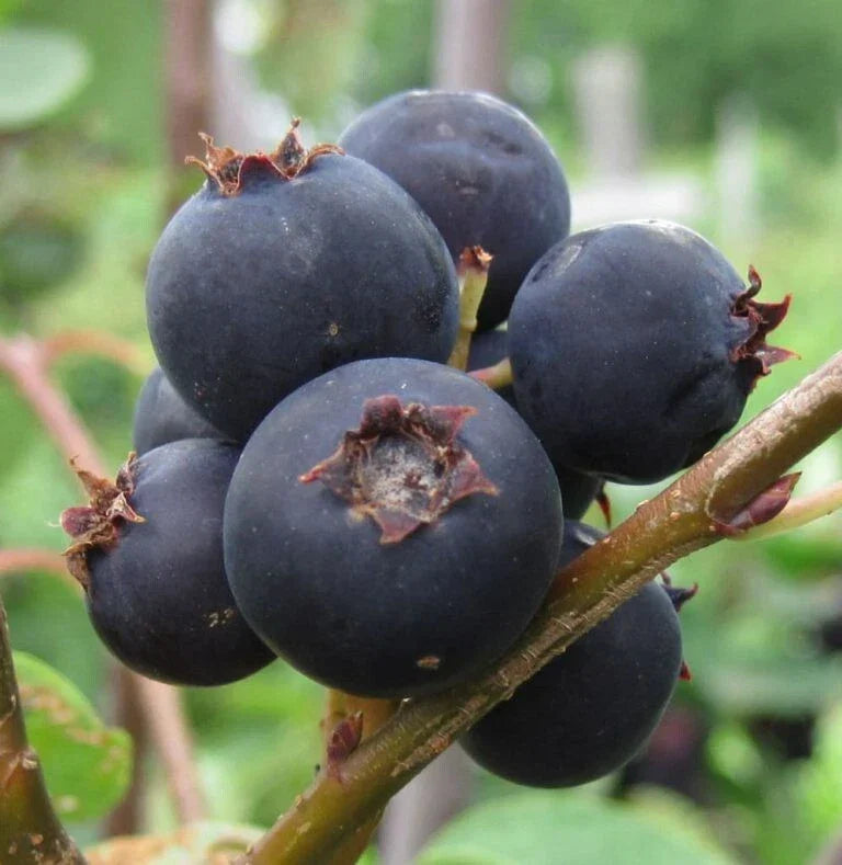 Serviceberry Plant - 1 Gallon Jennybelle Amelanchier obovalis Edible Fruit, Zones 5-8, Self-Pollinating, Ornamental Shrub