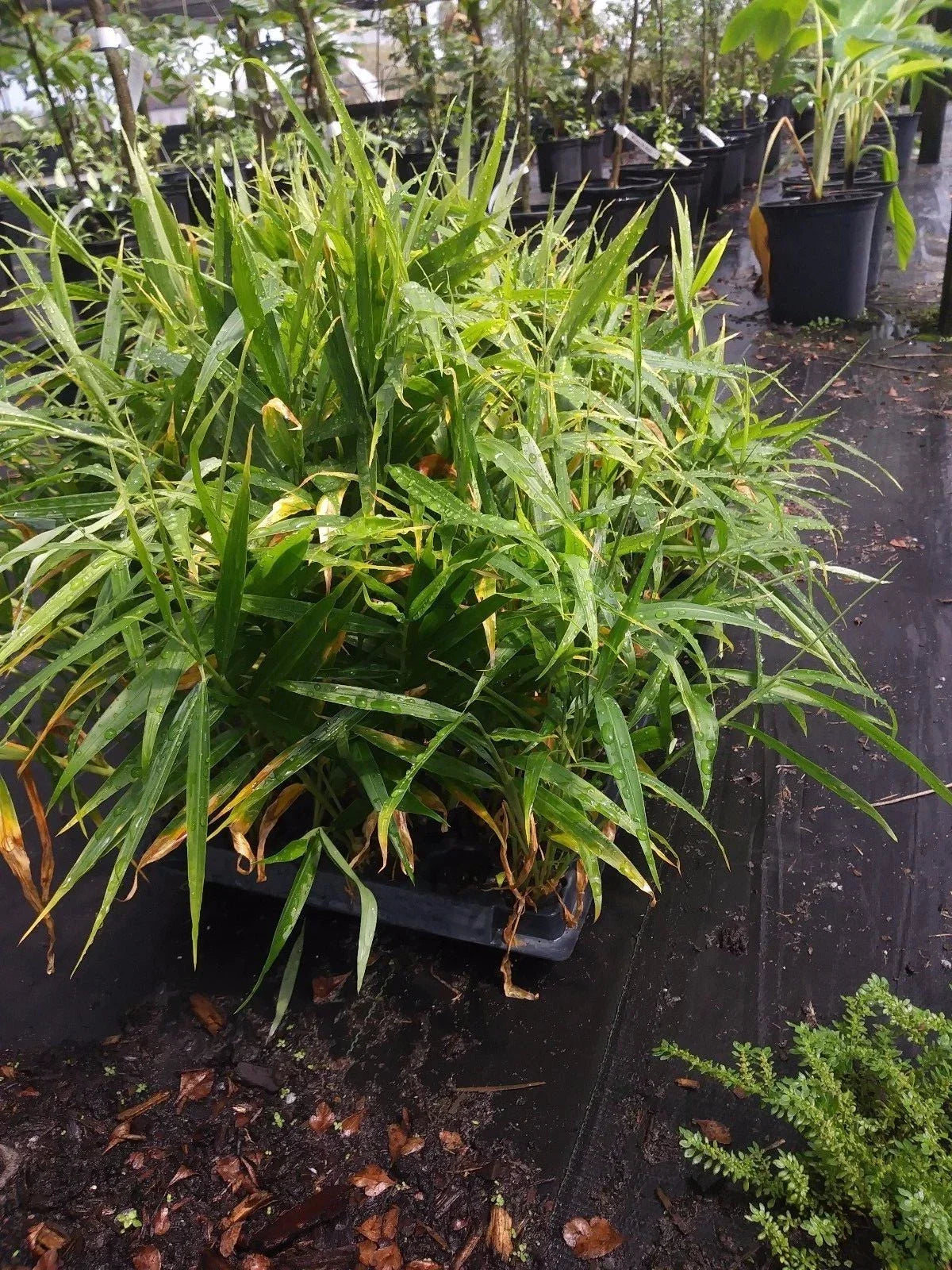Ginger Live Plant - Edible Culinary Root - Zingiber officinale - Herbaceous Perennial for Indoor & Outdoor Gardens