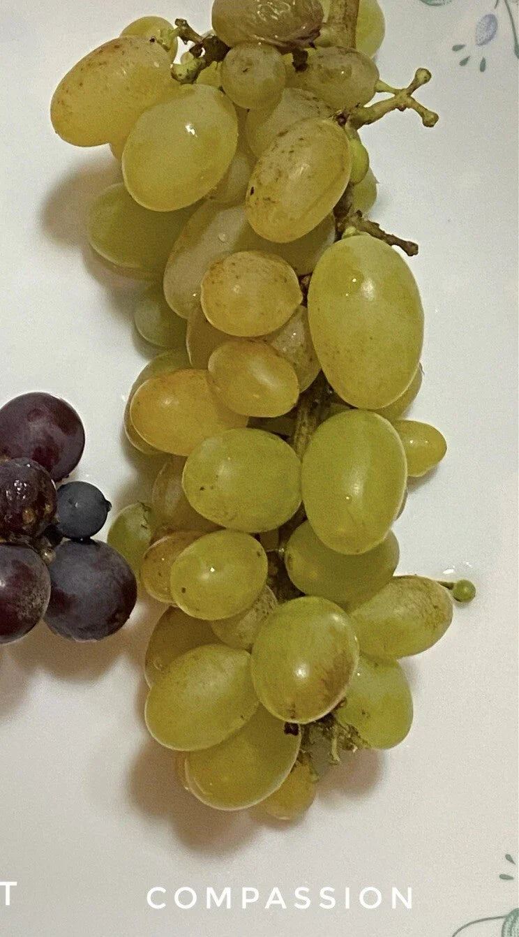 Compassion Grape Cuttings – 4 Healthy Vitis vinifera Grafting or Rooting Cuttings with 2-3 Nodes