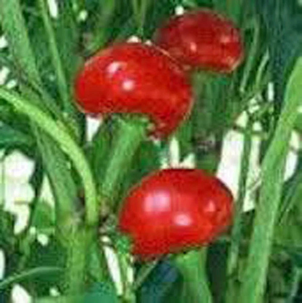 Red Sweet Cherry Pepper Seeds - Heirloom, NON-GMO, Capsicum annuum, 20+ Seeds for Home Garden, Container, or Bed Cultivation
