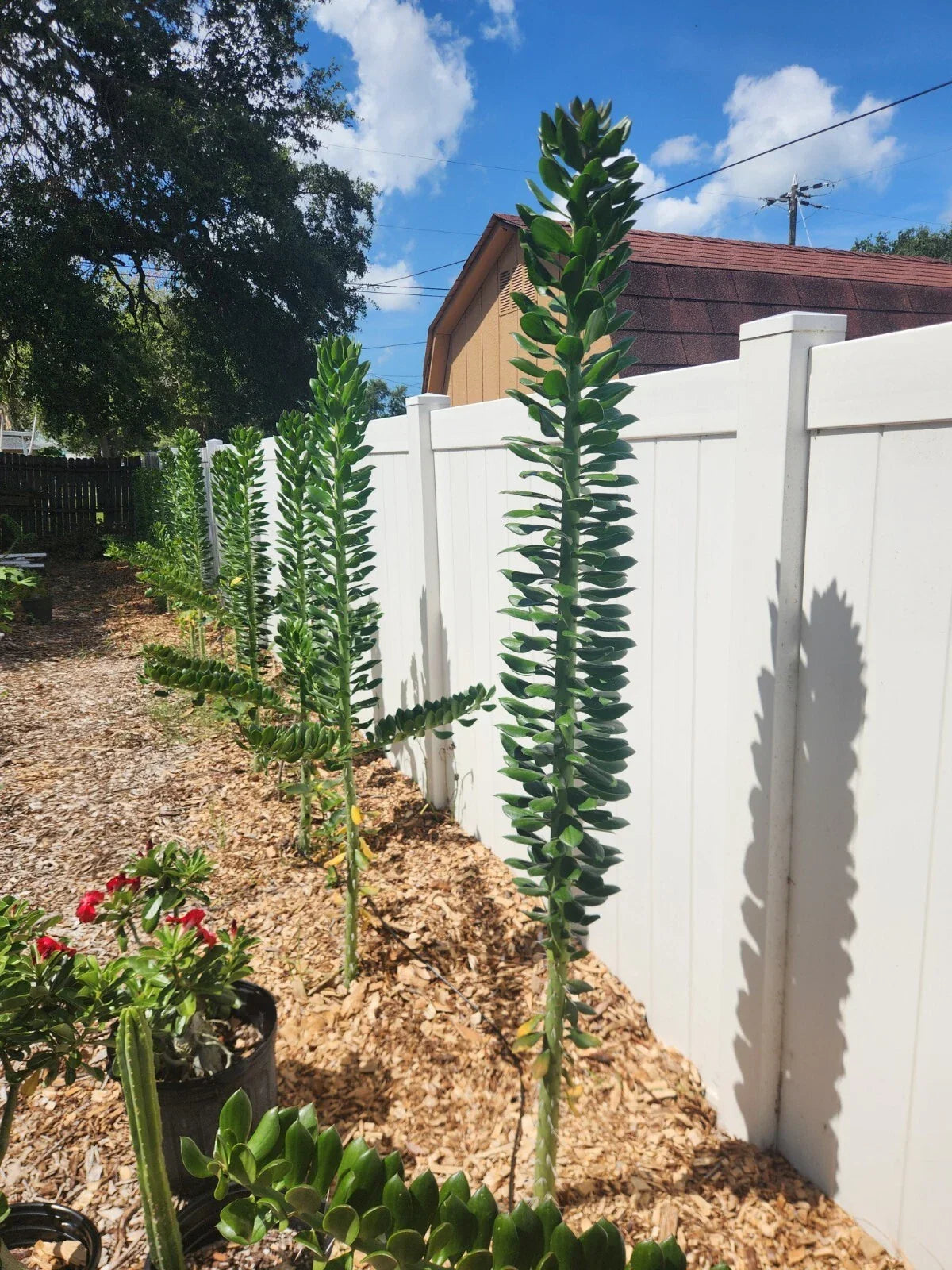 Giant Pereskiopsis Cuttings 5" | Thick Stem Succulent for Grafting & Propagation | Pereskia aculeata