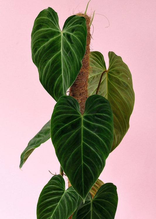 Philodendron Splendid Cutting | Rare Indoor Plant | Variegated Leaves | Philodendron 'Splendid' Hybrid