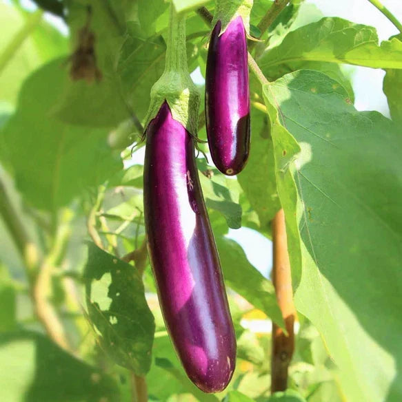 Long Purple Eggplant Seeds | Heirloom Italian Aubergine | Solanum melongena | Non-GMO, High Yield, 25 Seeds