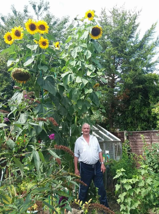 King Kong Sunflower Seeds Pack of 20 | Multi-Headed Helianthus annuus for Garden & Cut Flowers