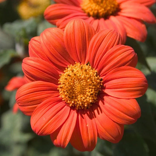 Mexican Sunflower Seeds - Orange Tithonia rotundifolia - Butterfly Attracting Daisy-Like Blooms for Gardens