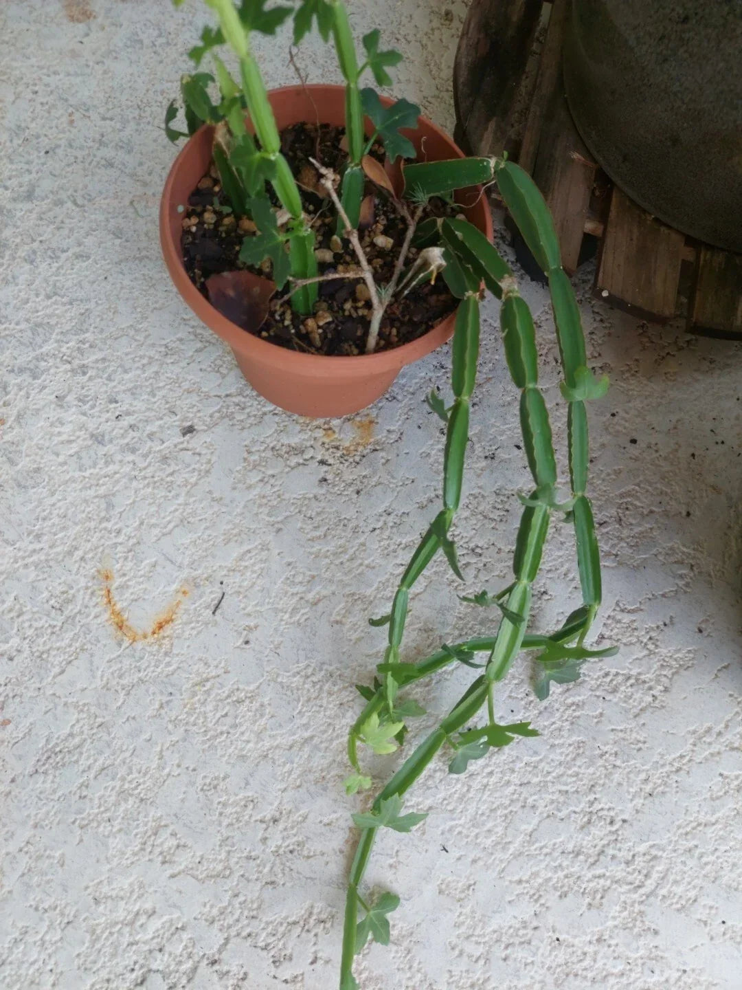 Cissus quadrangularis Vine Climber Plant - Rare Exotic Succulent - Square Rooted Format - Green Foliage