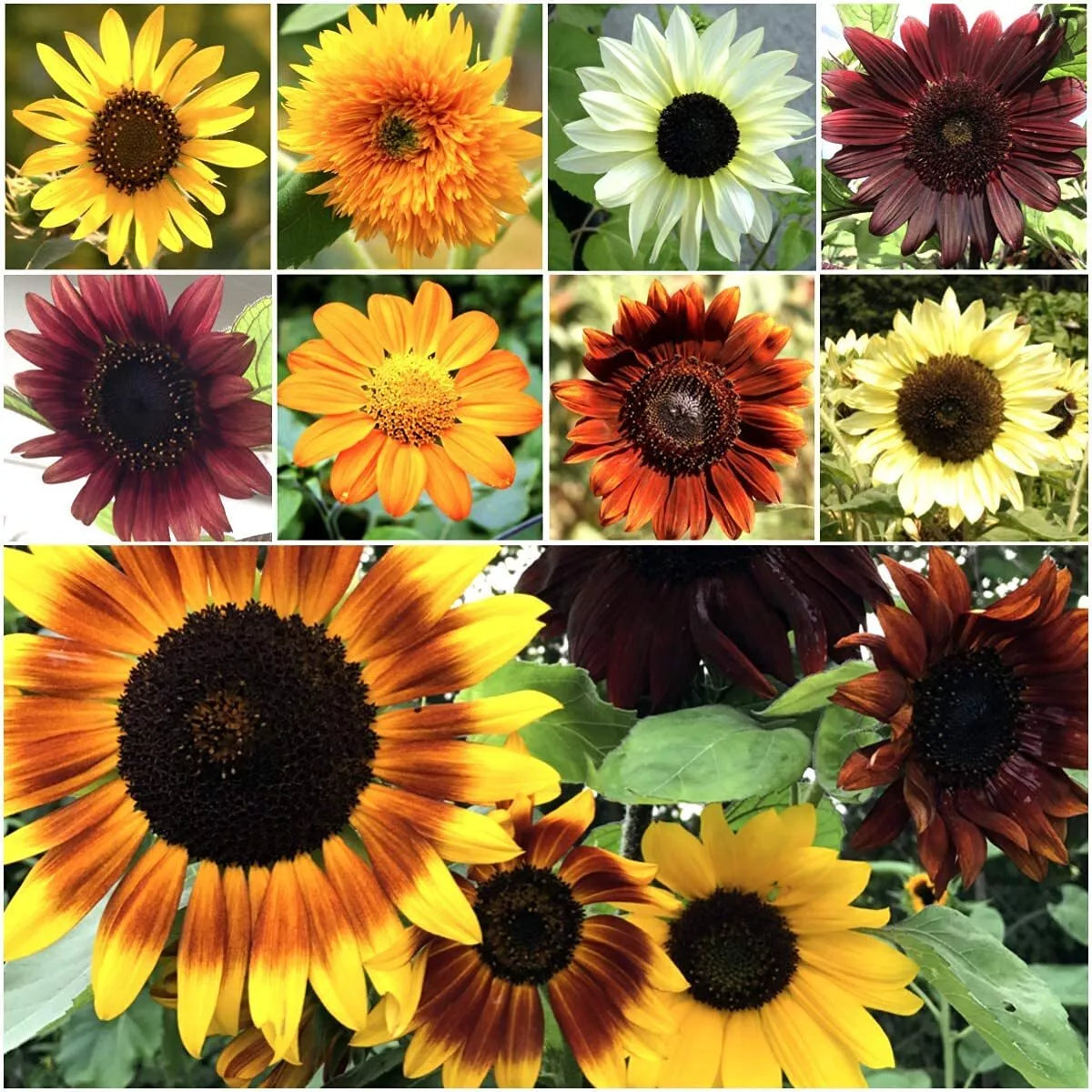 Bulk Sunflower Seeds 1000g | Heirloom Non-GMO | Helianthus annuus | Vibrant Yellow Blooms for Planting