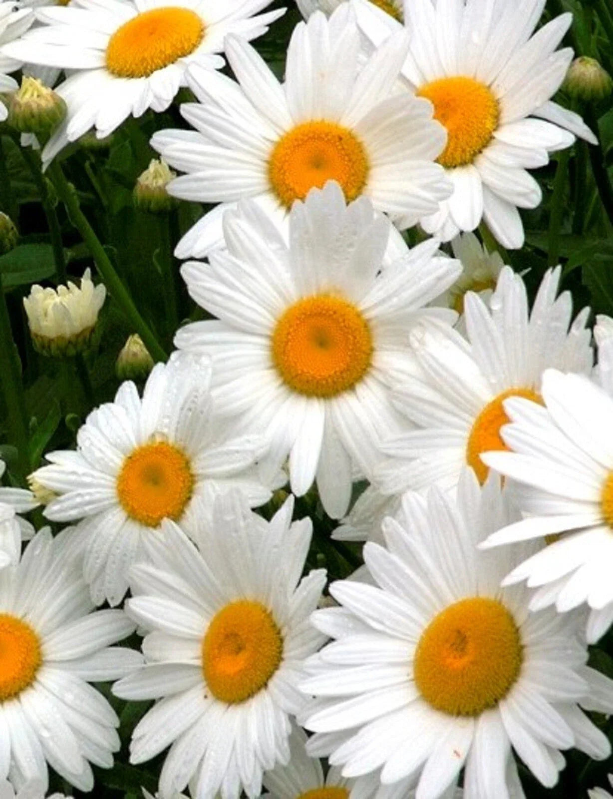 Alaska Shasta Daisy Seeds - 100+ Non-GMO Flower Seeds for Garden, Perennial, Leucanthemum × superbum