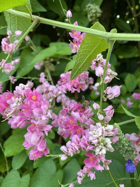 Mexican Creeper Vine Plant, Pink Flowers, Privacy Cover, Antigonon leptopus, Pollinator Attracting Climber, Garden Cover